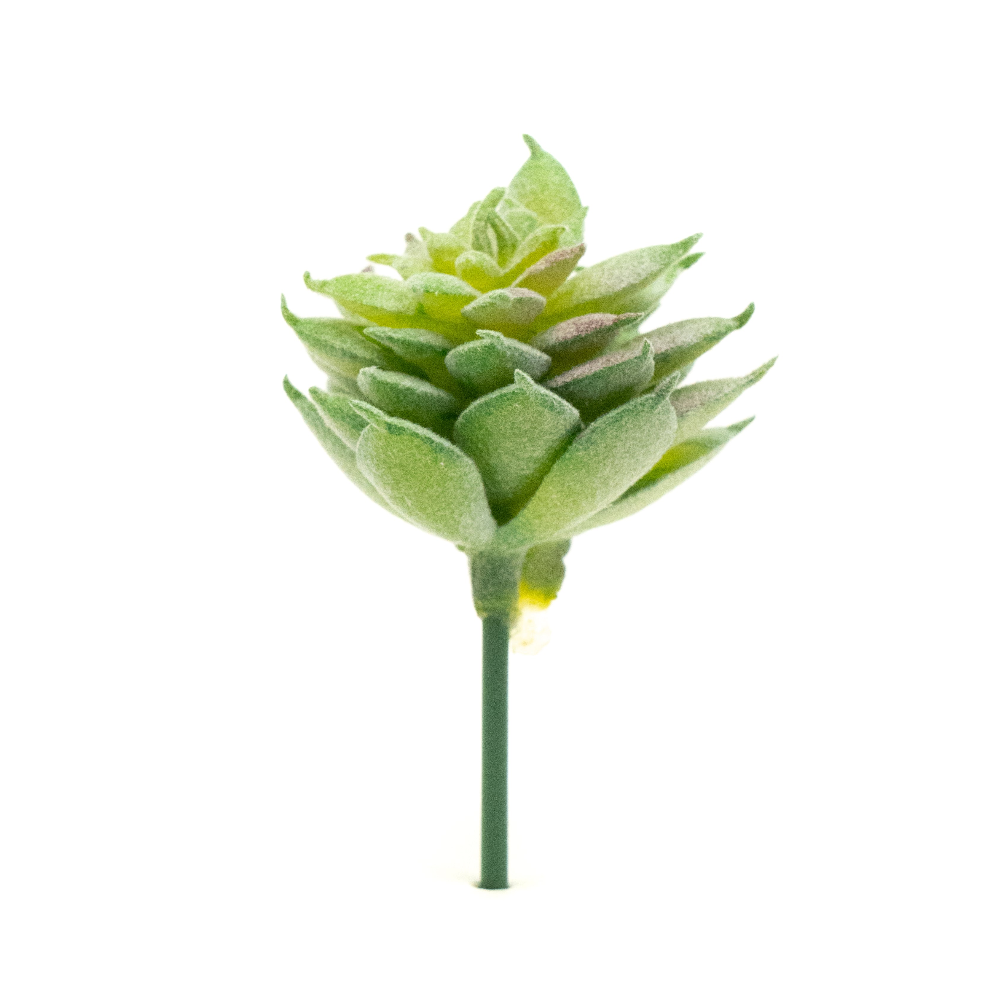 Echevaria Elegans