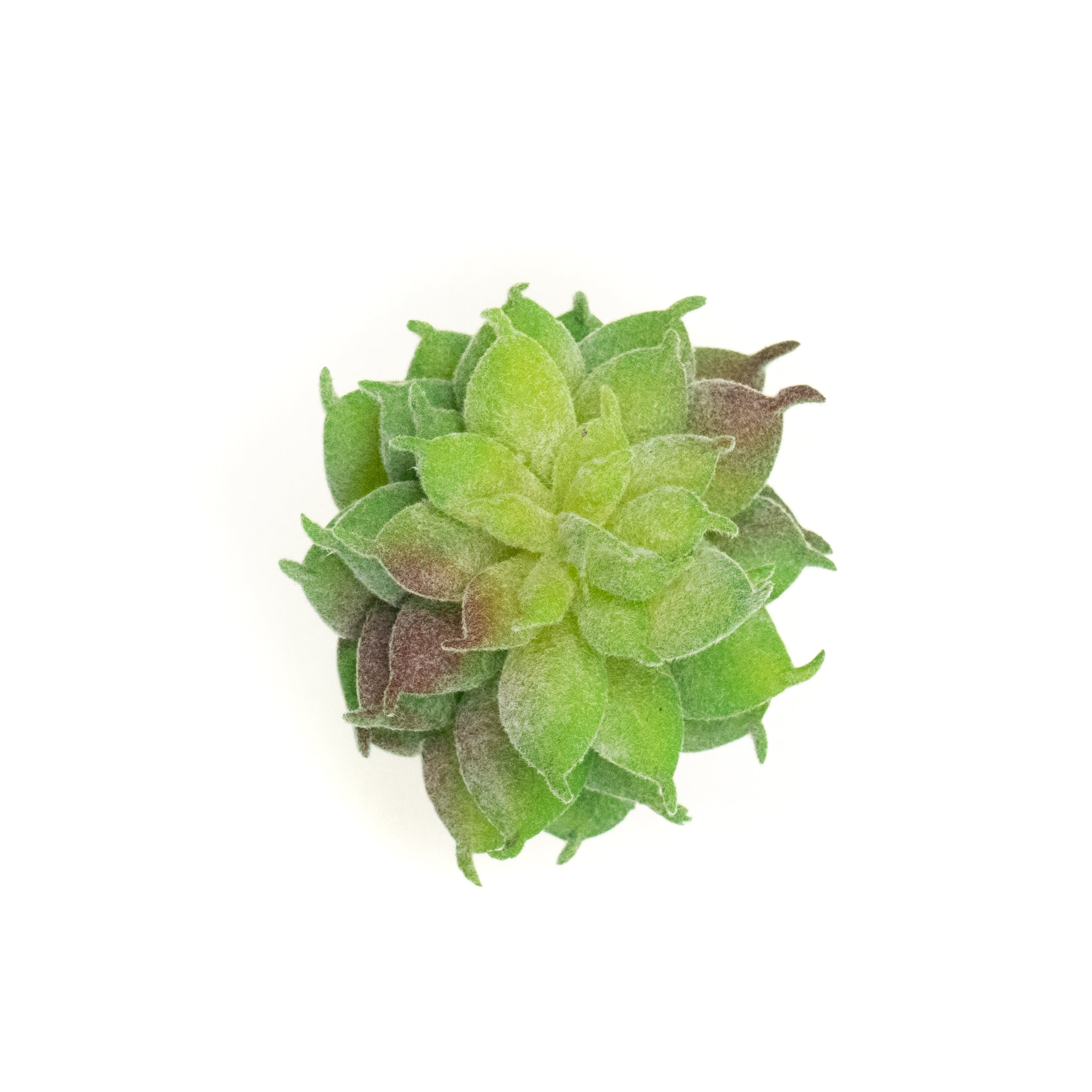 Echevaria Elegans