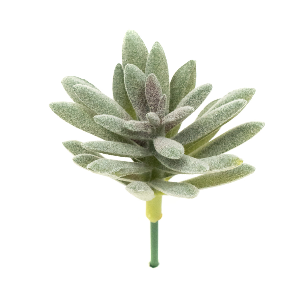 Sedum Sedeforme
