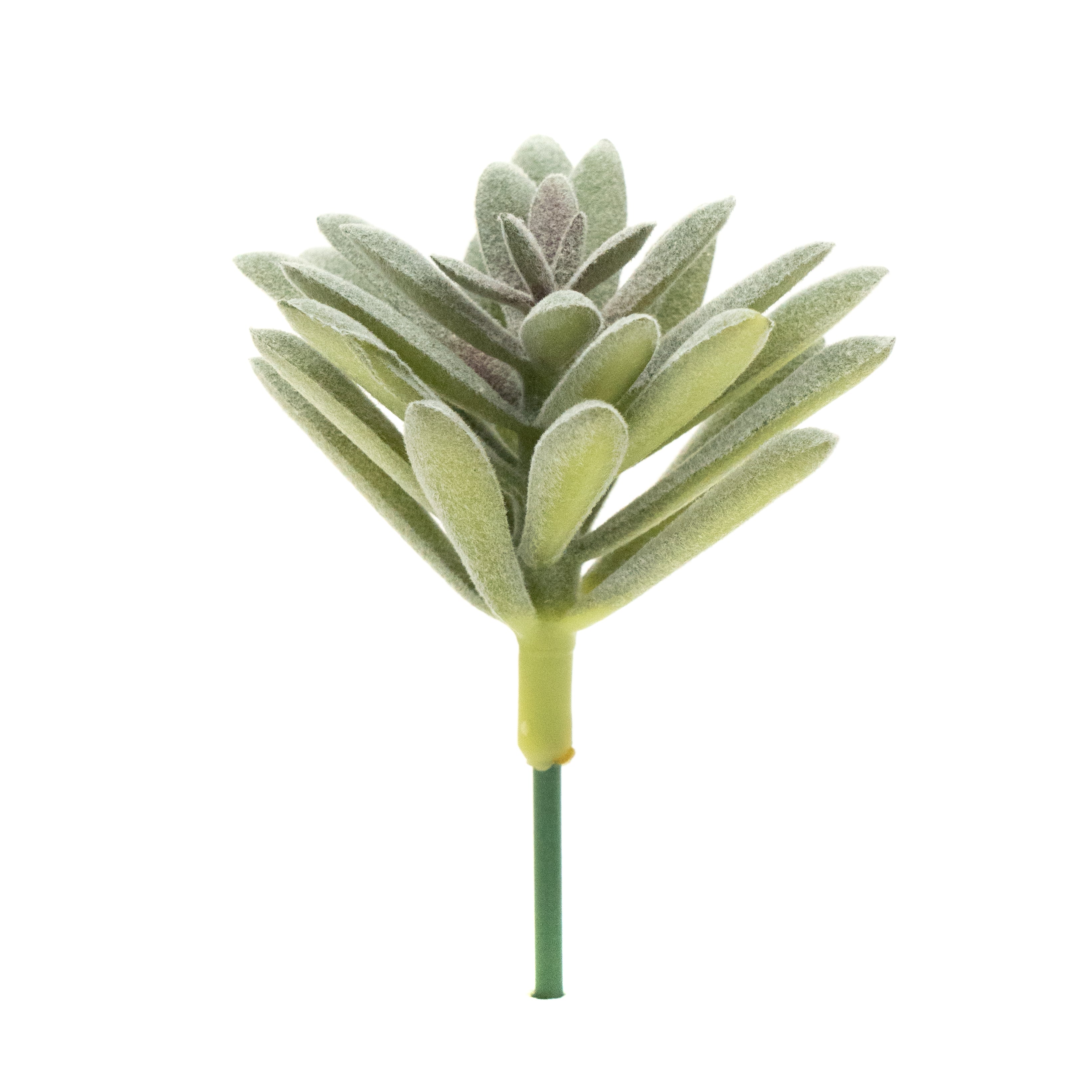Sedum Sedeforme