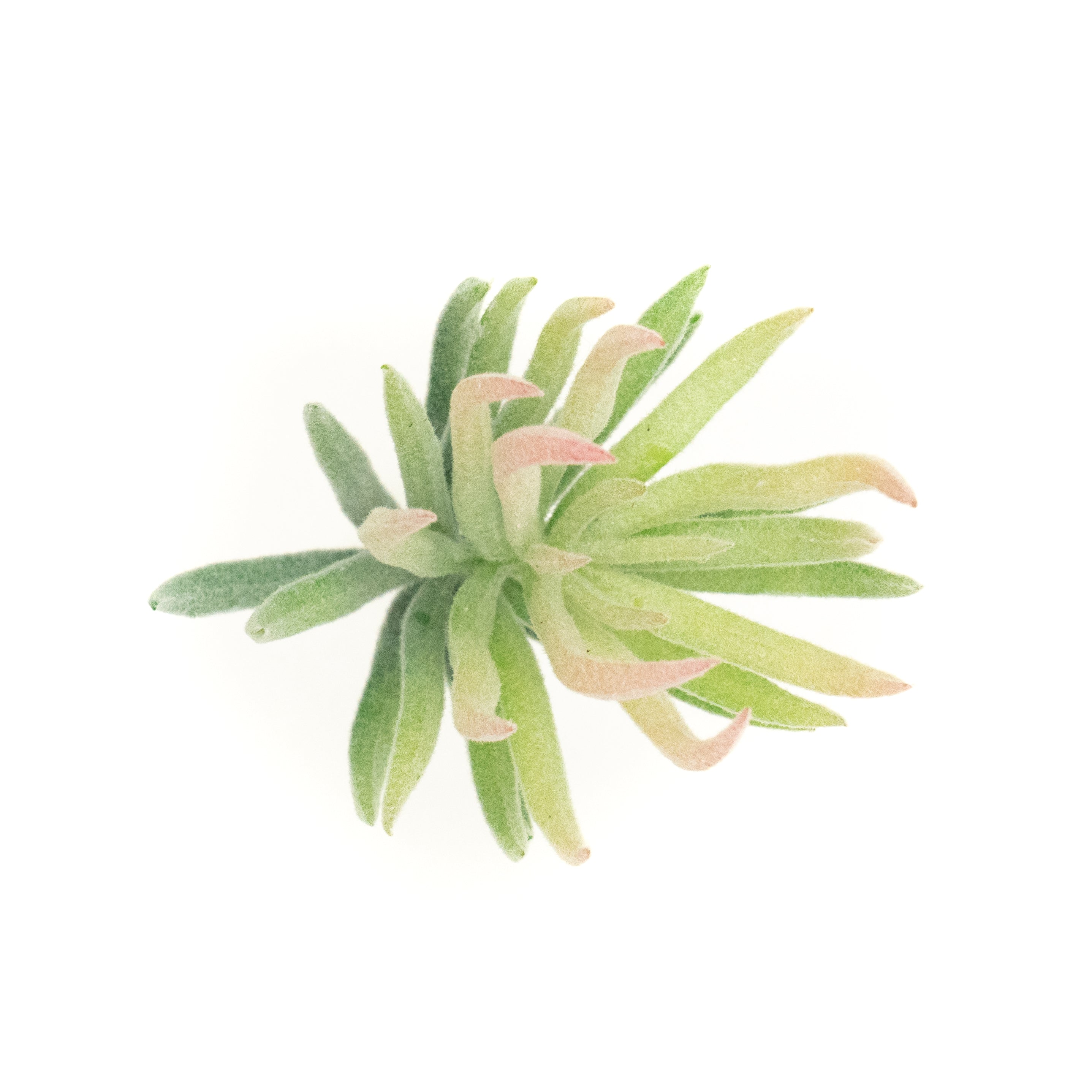 Tilandsia Rubra