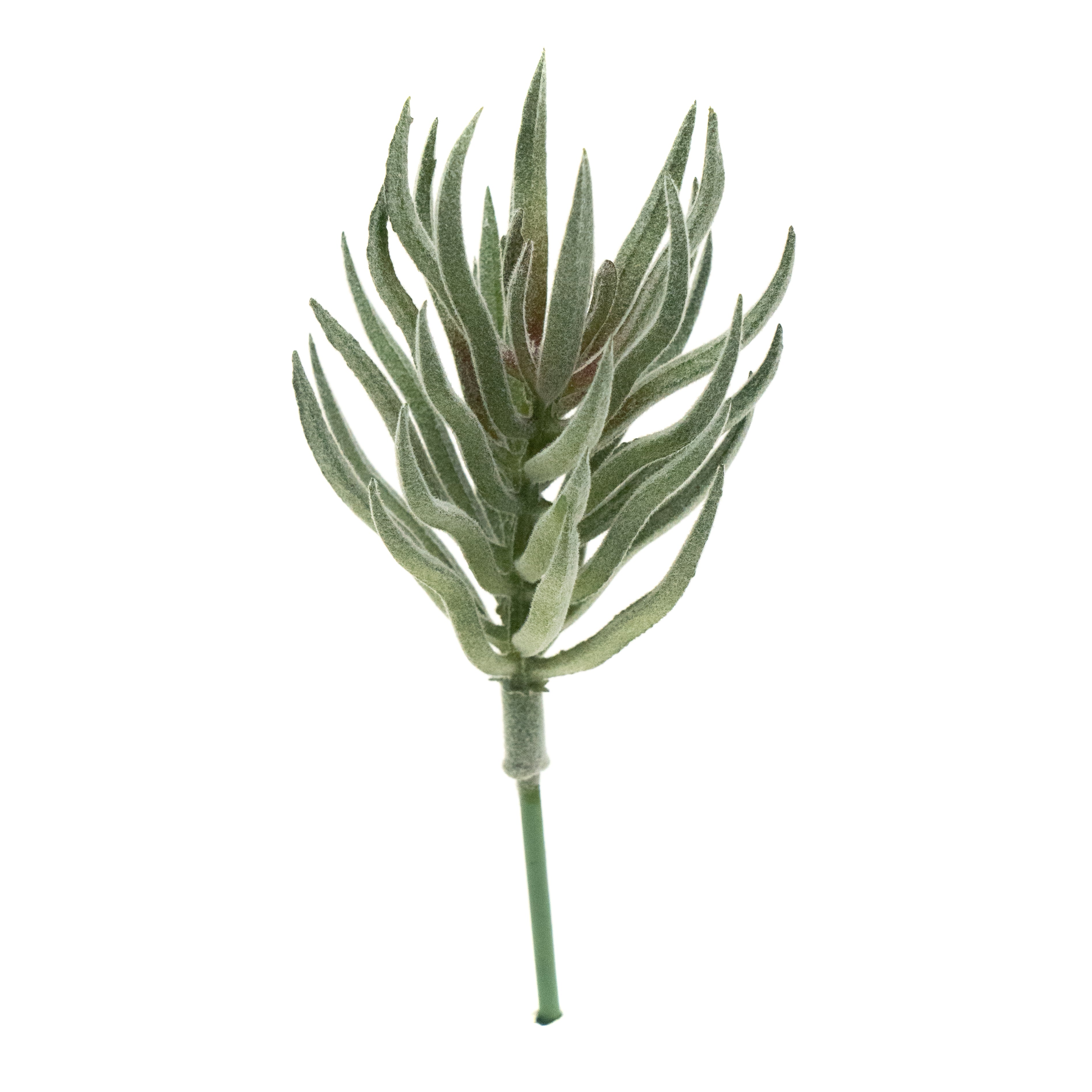 Tillandsia Lonantha