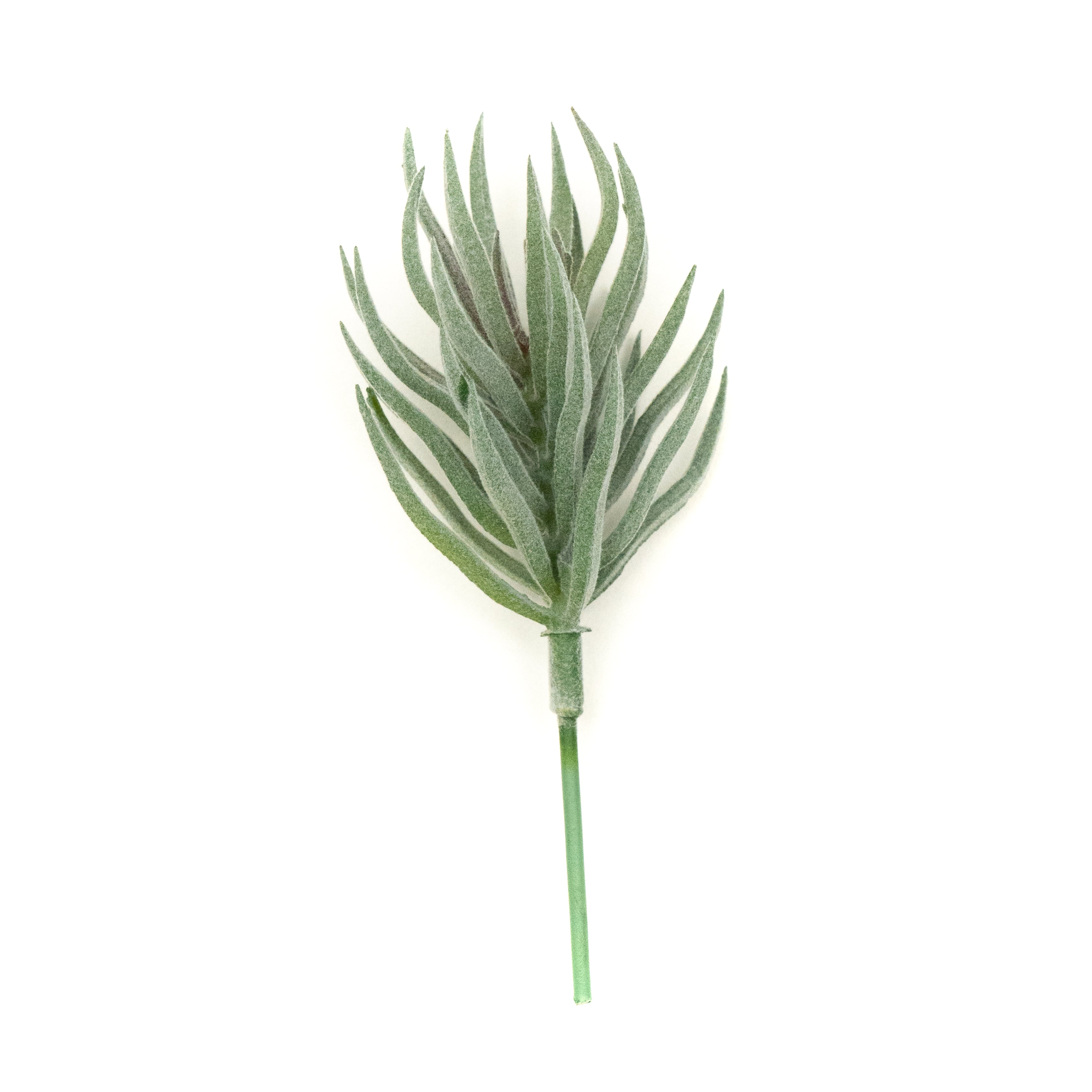 Tillandsia Lonantha