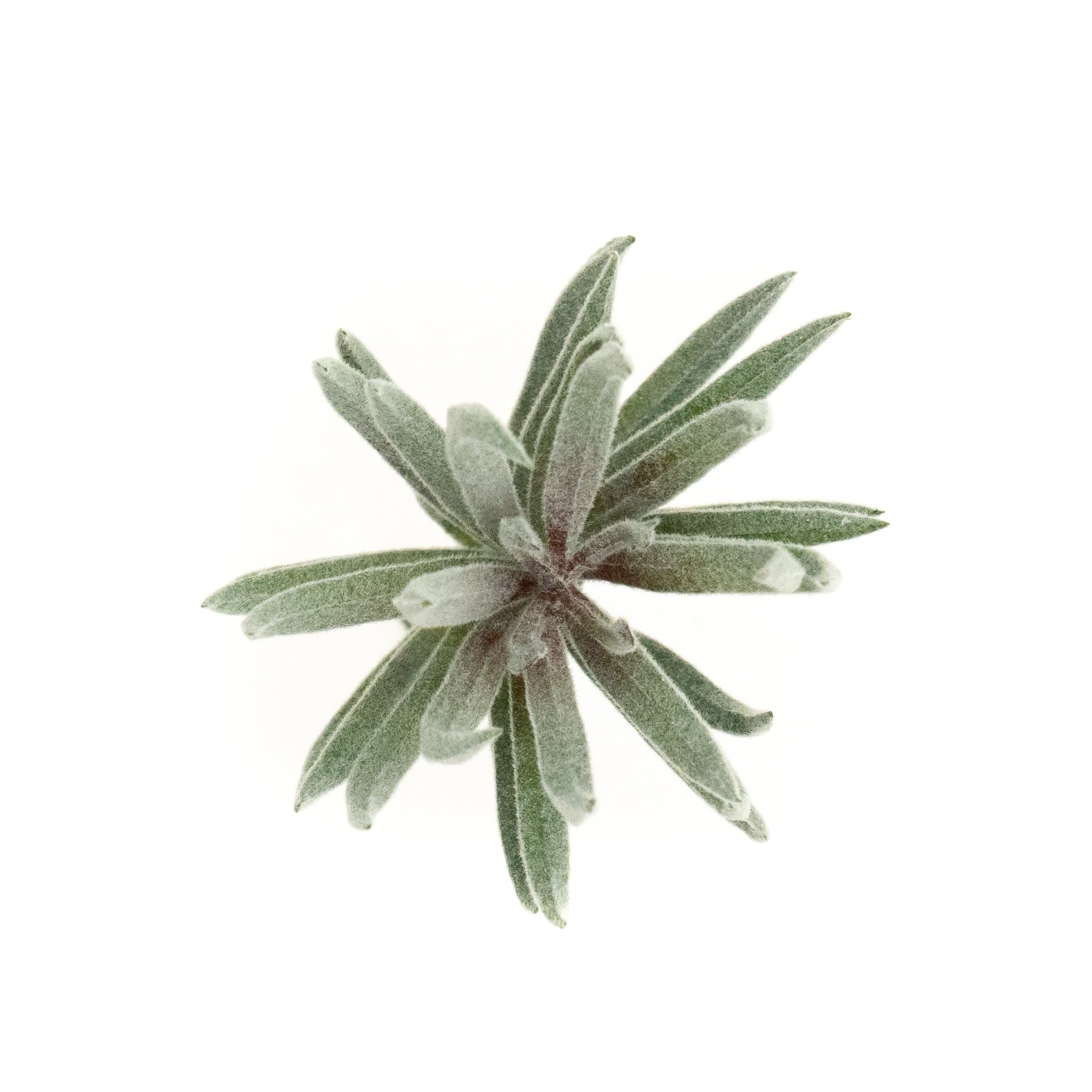 Tillandsia Lonantha