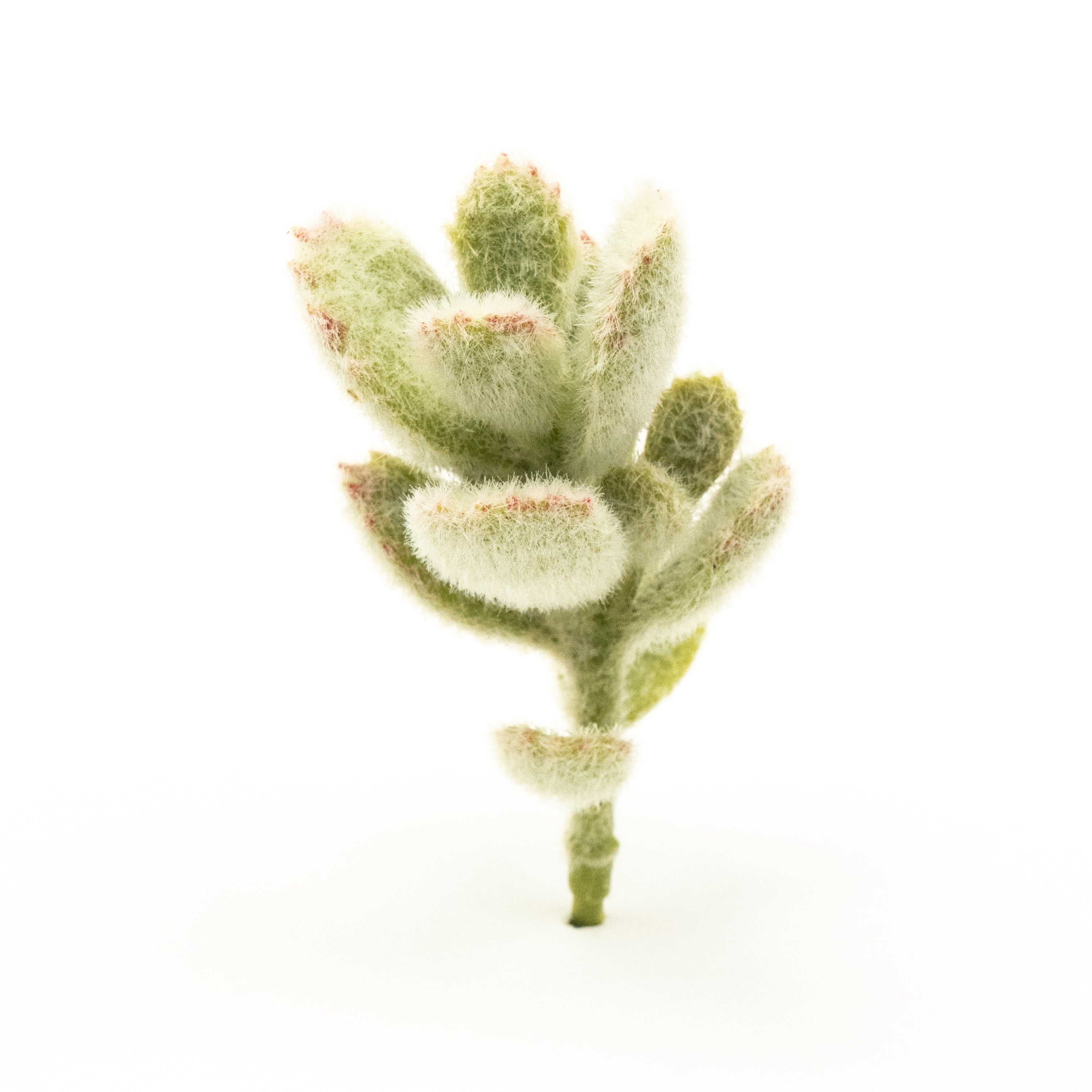 Kalanchoe Tomentosa