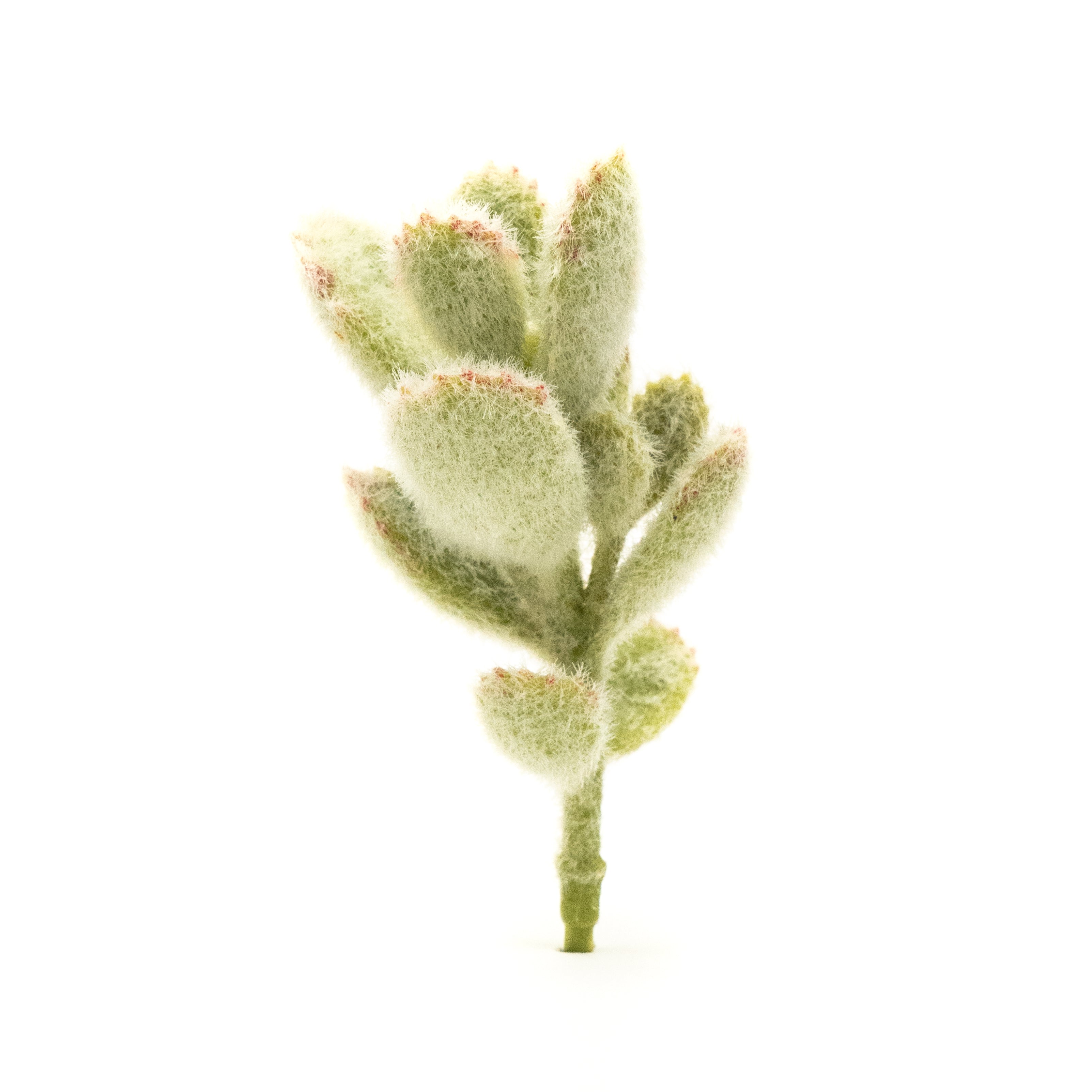 Kalanchoe Tomentosa