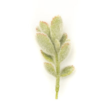 Load image into Gallery viewer, Kalanchoe Tomentosa

