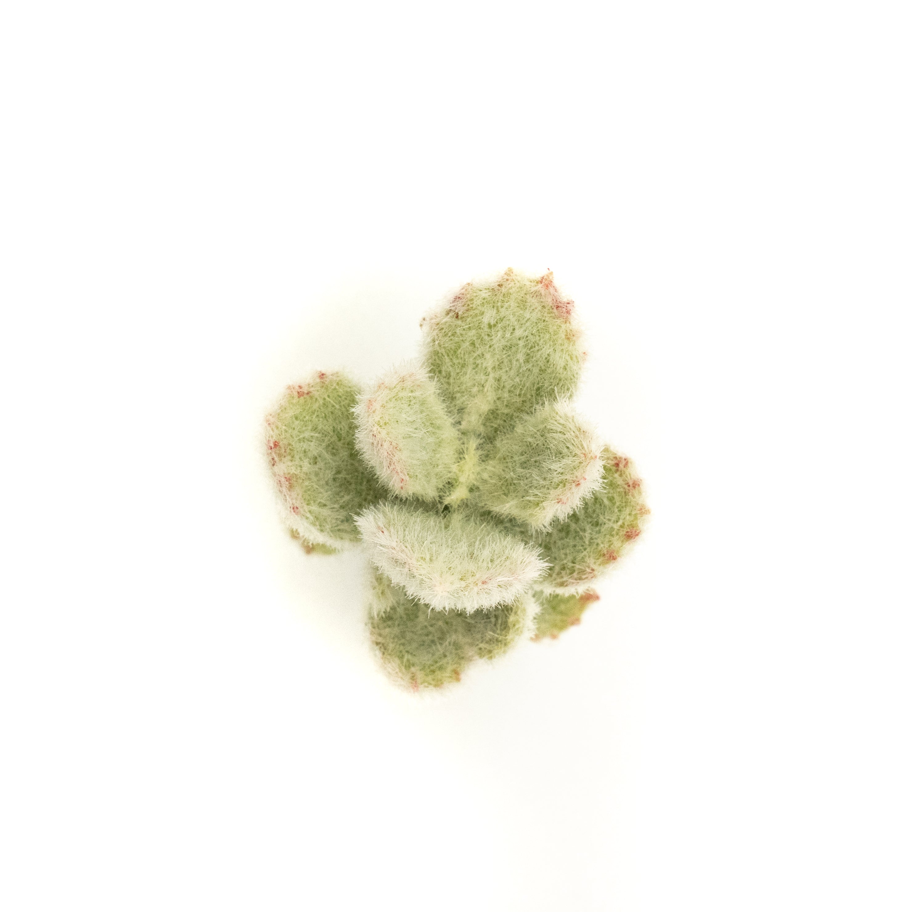Kalanchoe Tomentosa