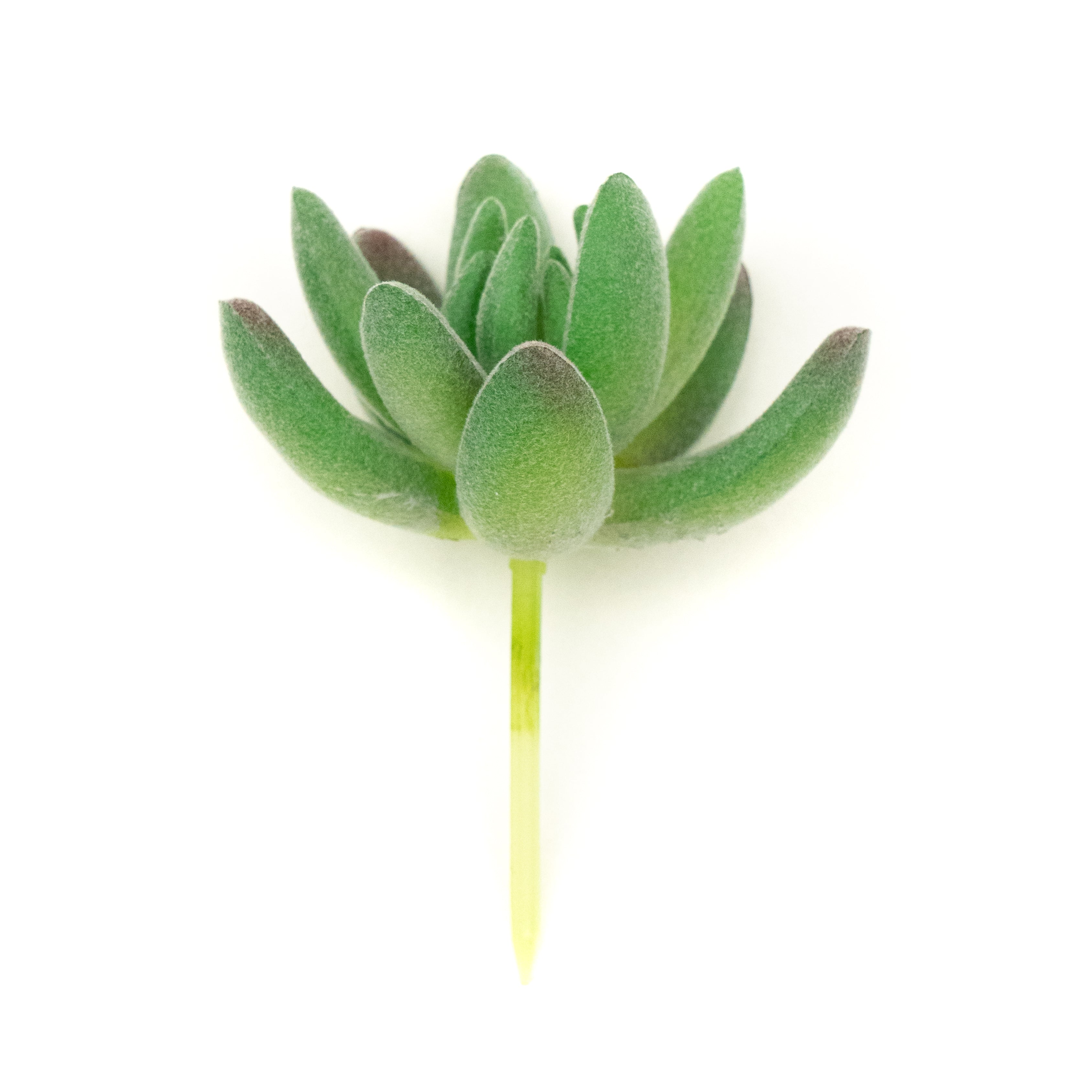 Crassulla Rogersi