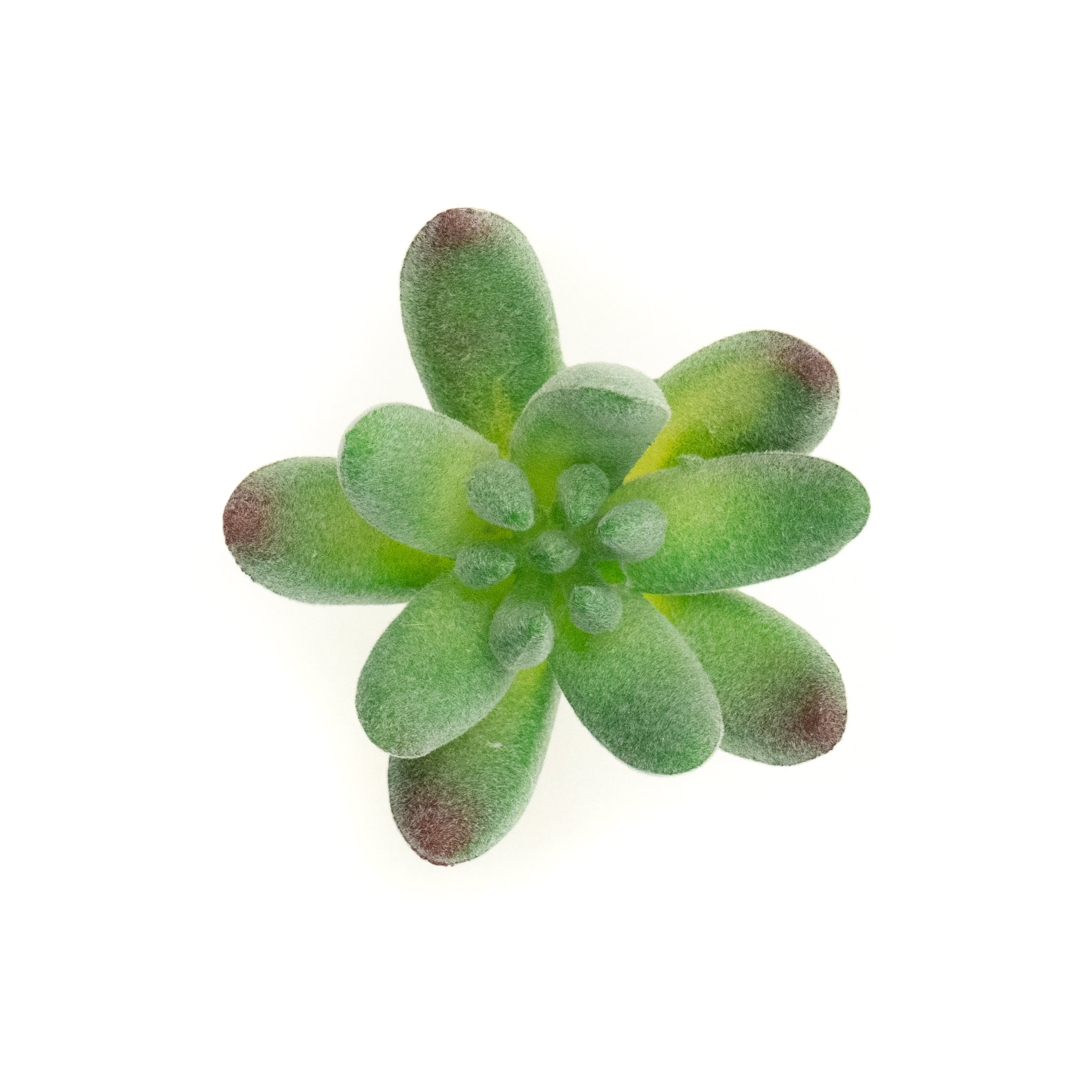 Crassulla Rogersi