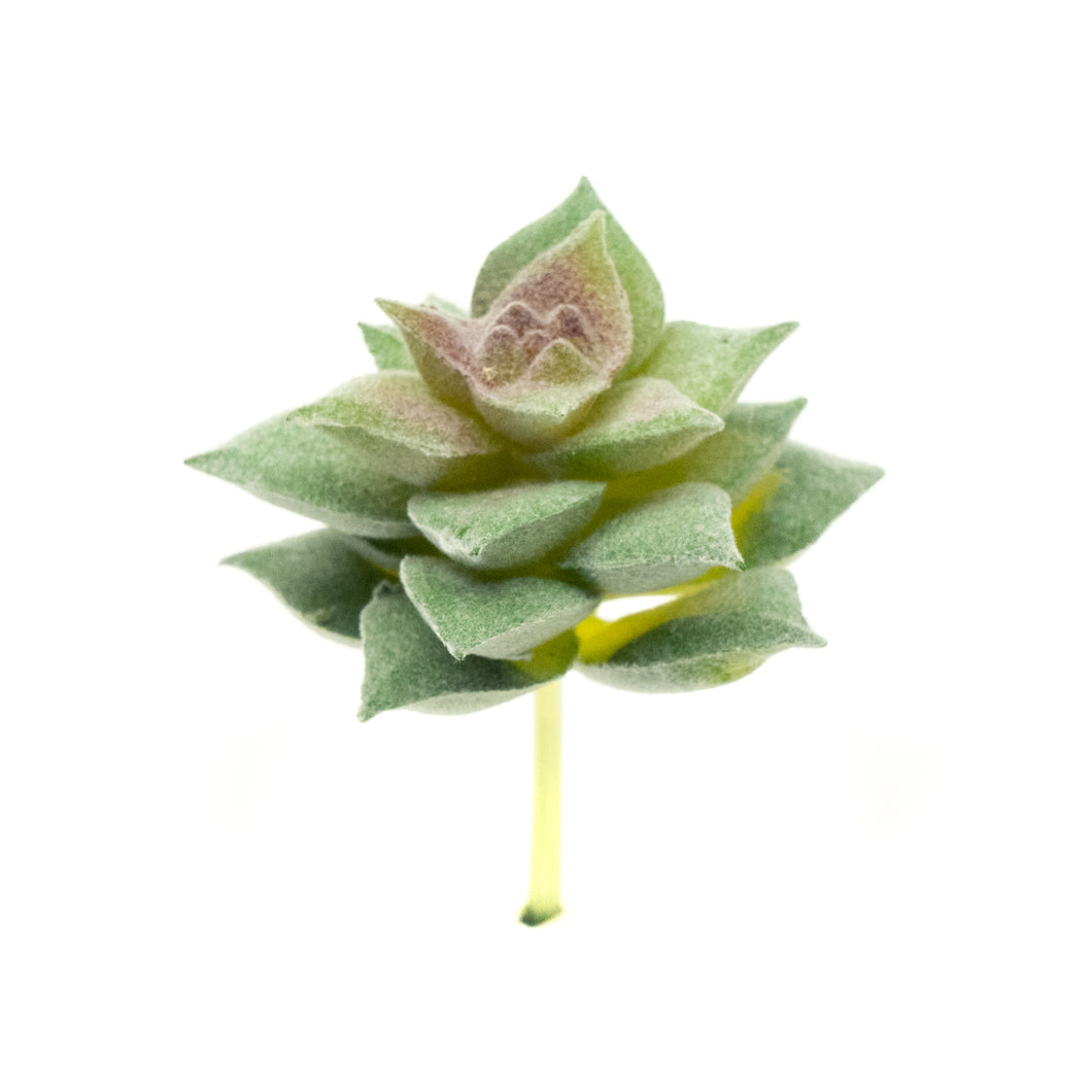 Crassulla Perforrata