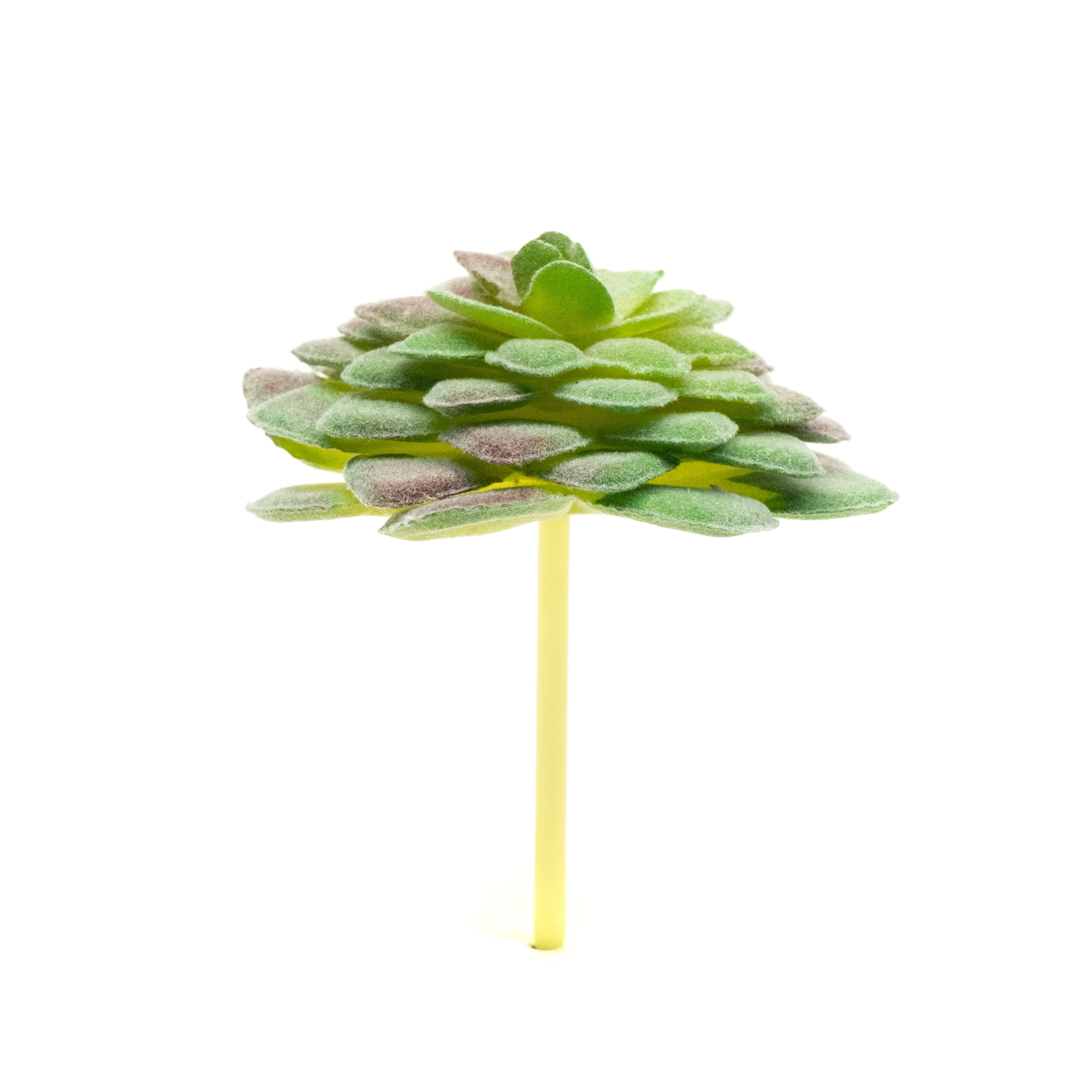 Aeonium Tabuliforme