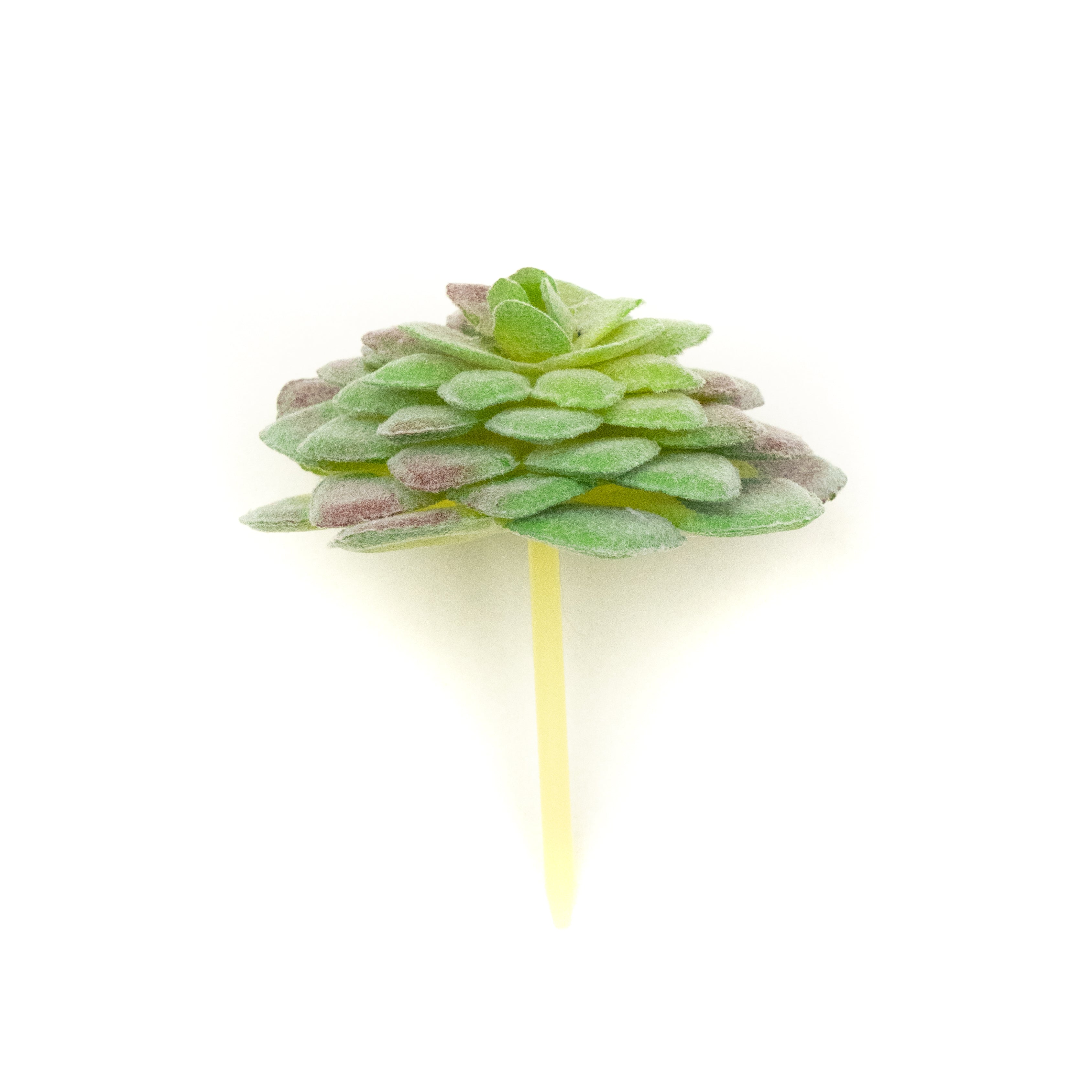 Aeonium Tabuliforme