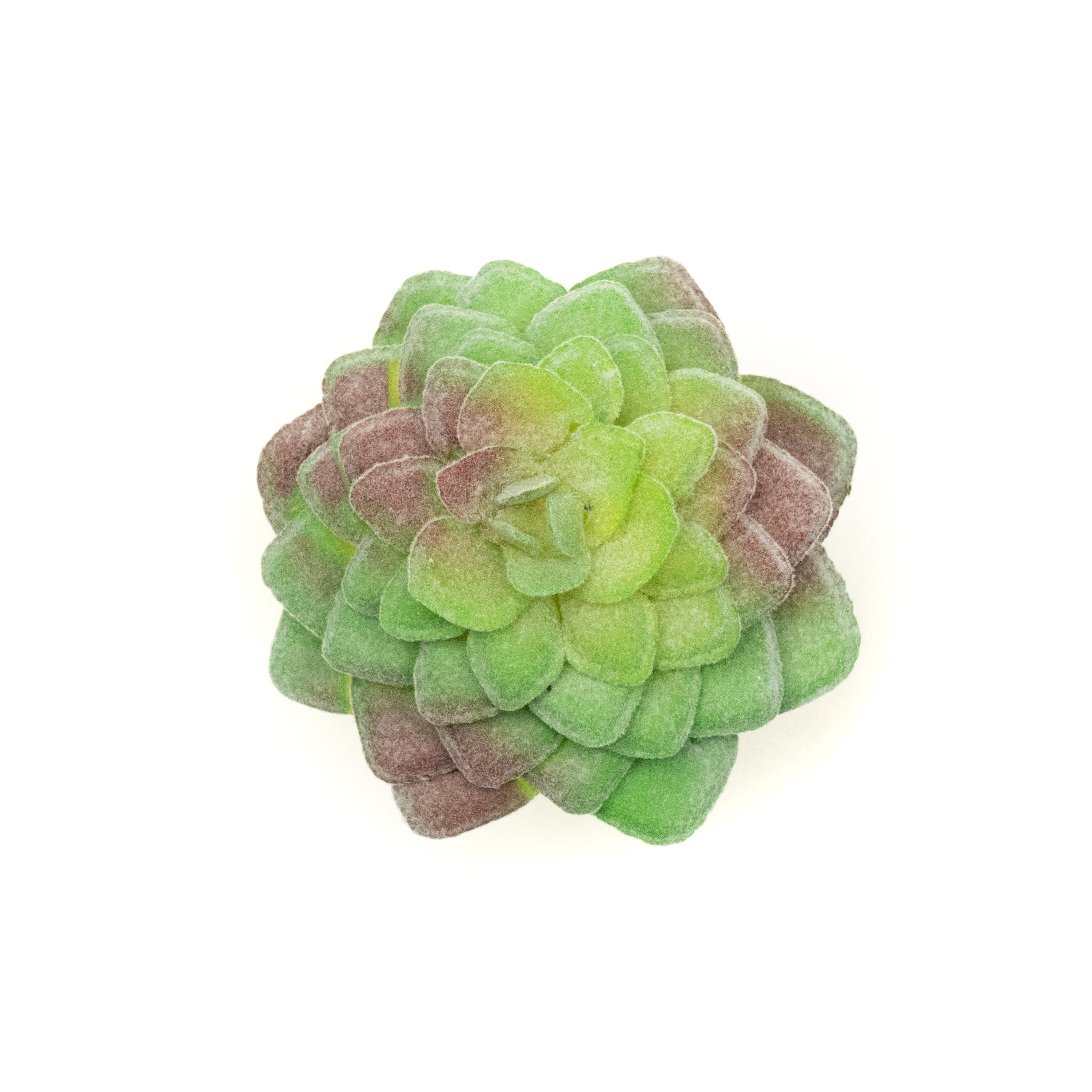 Aeonium Tabuliforme