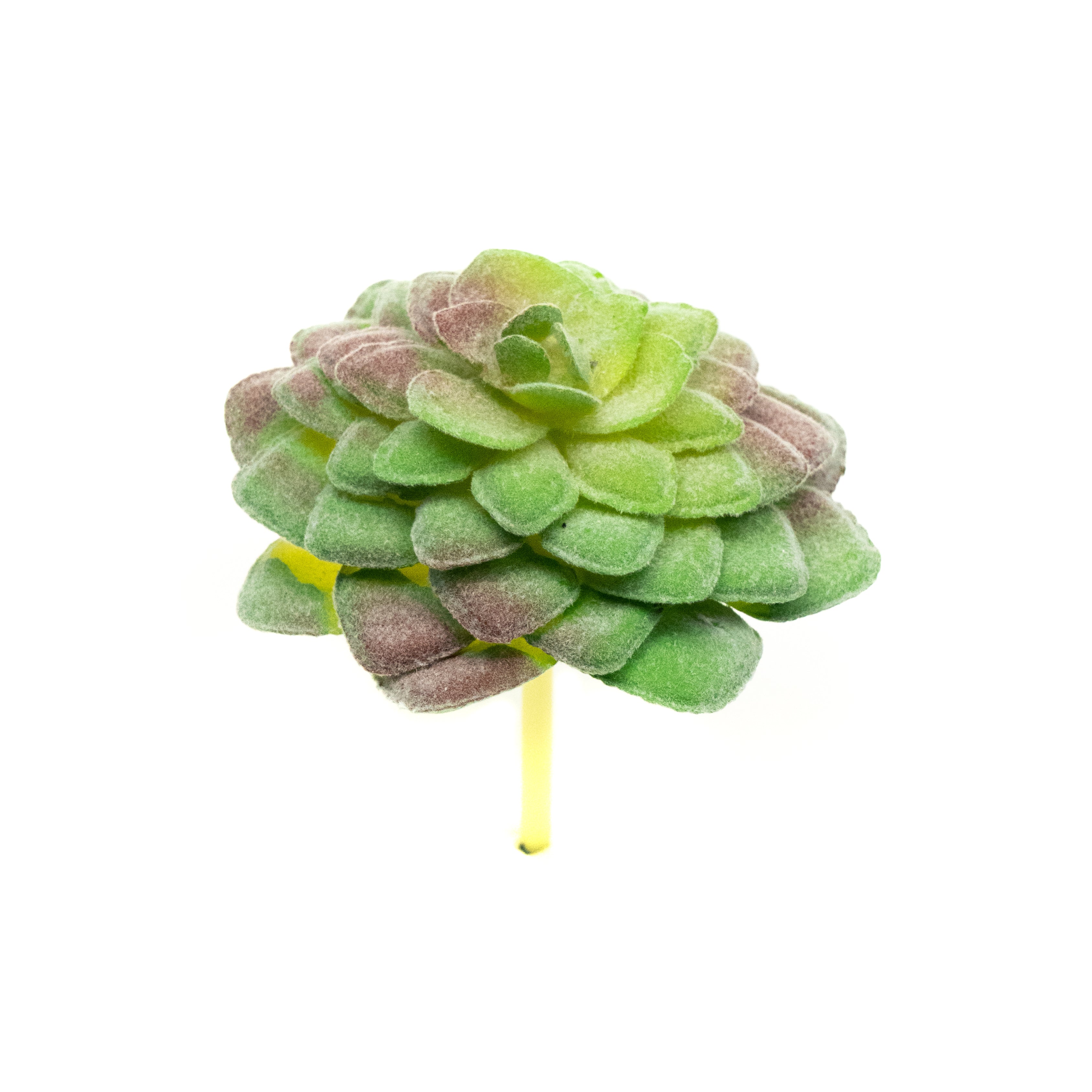 Aeonium Tabuliforme