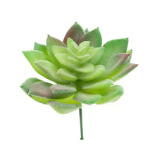 Load image into Gallery viewer, Echevaria Derenbergii
