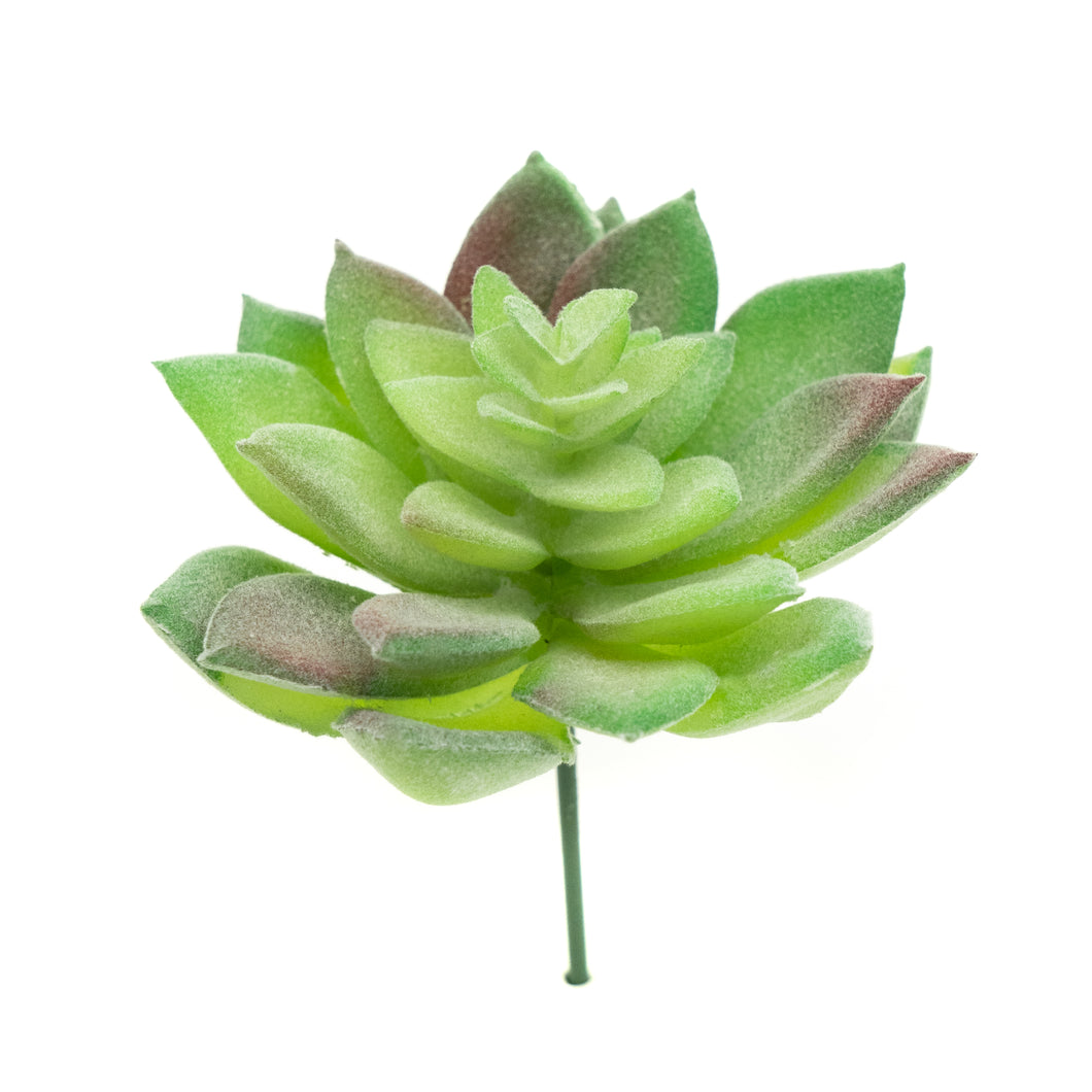 Echevaria Derenbergii