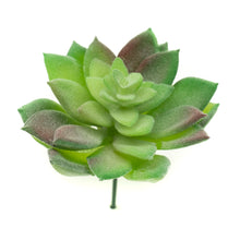 Load image into Gallery viewer, Echevaria Derenbergii
