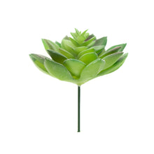 Load image into Gallery viewer, Echevaria Derenbergii

