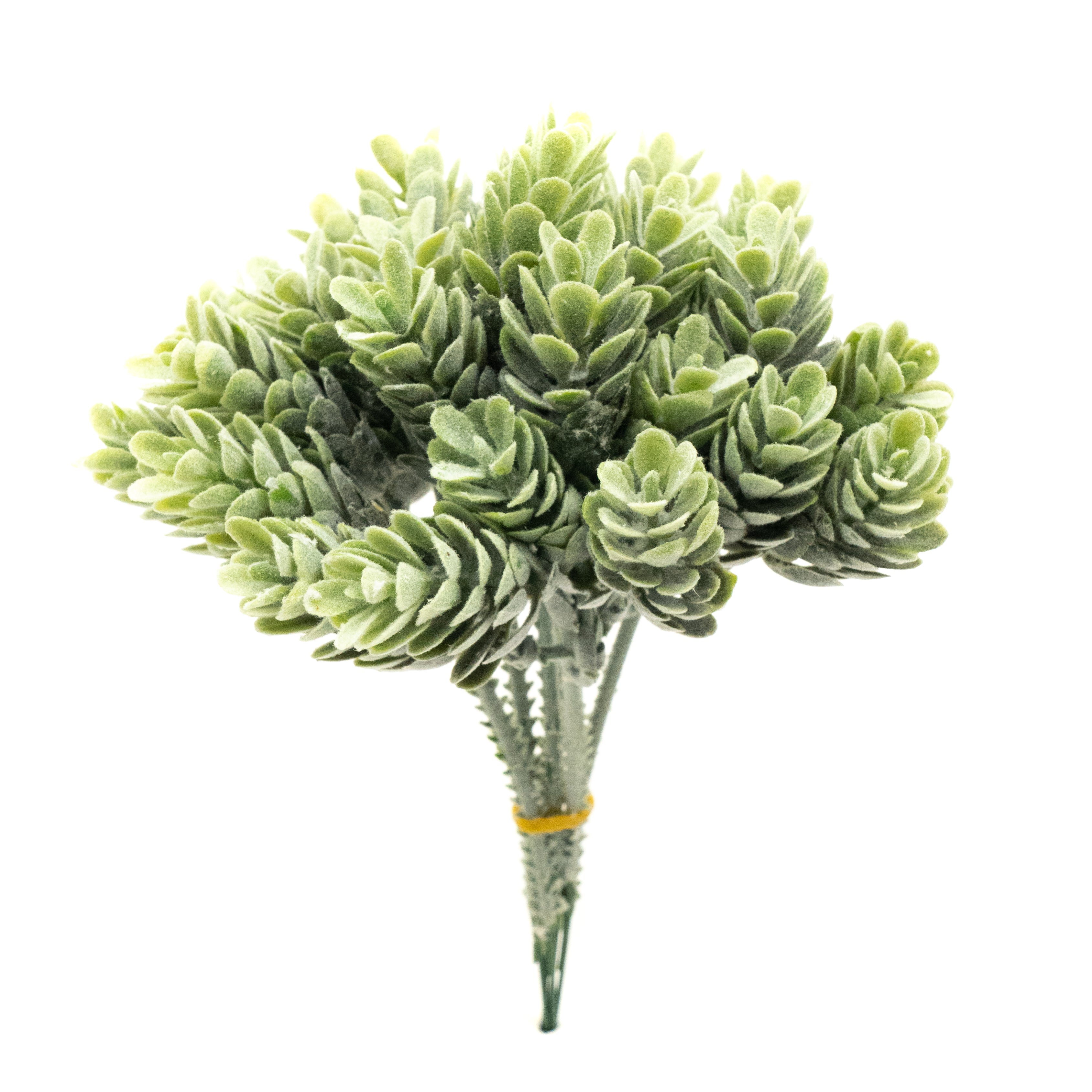 Pineapple Grass