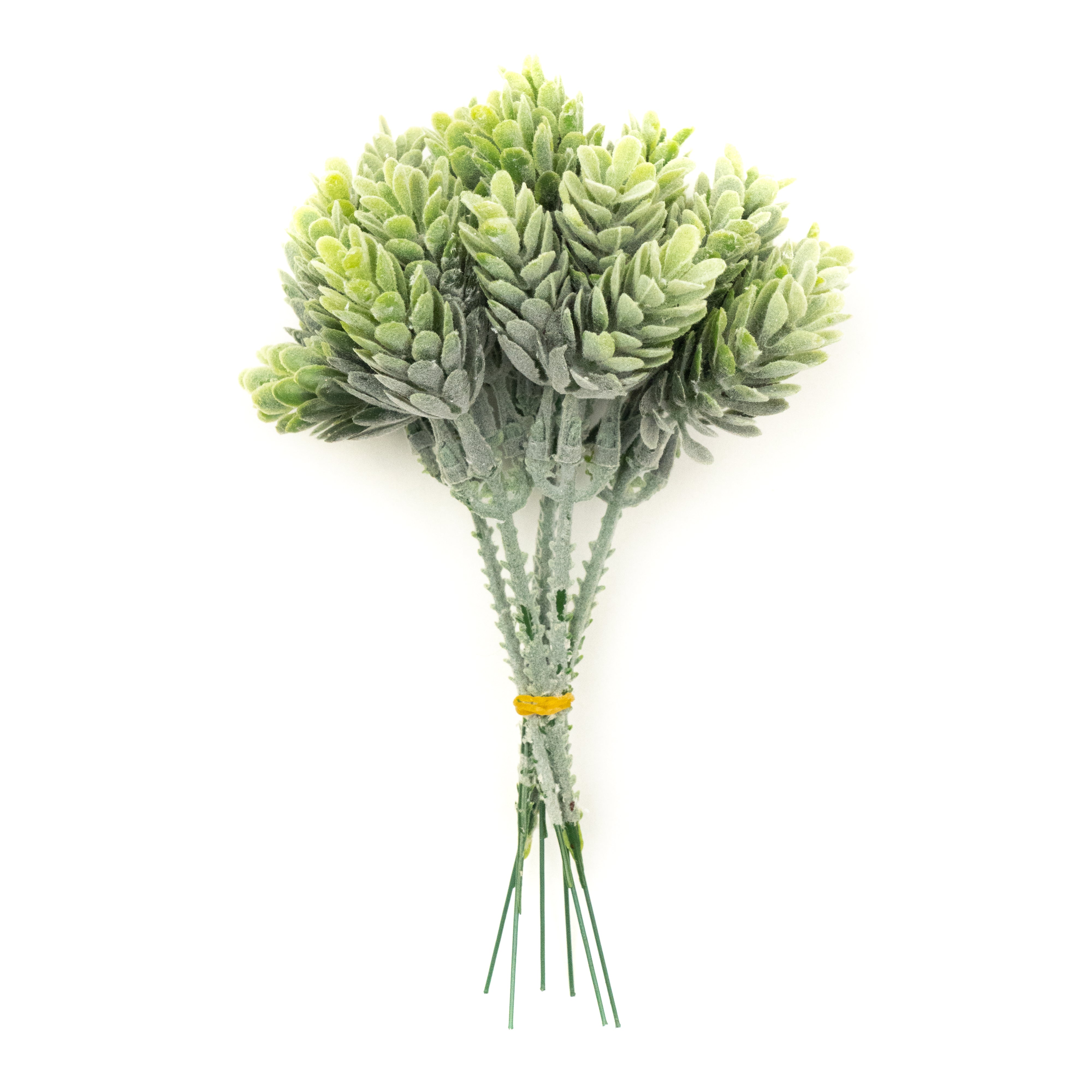Pineapple Grass