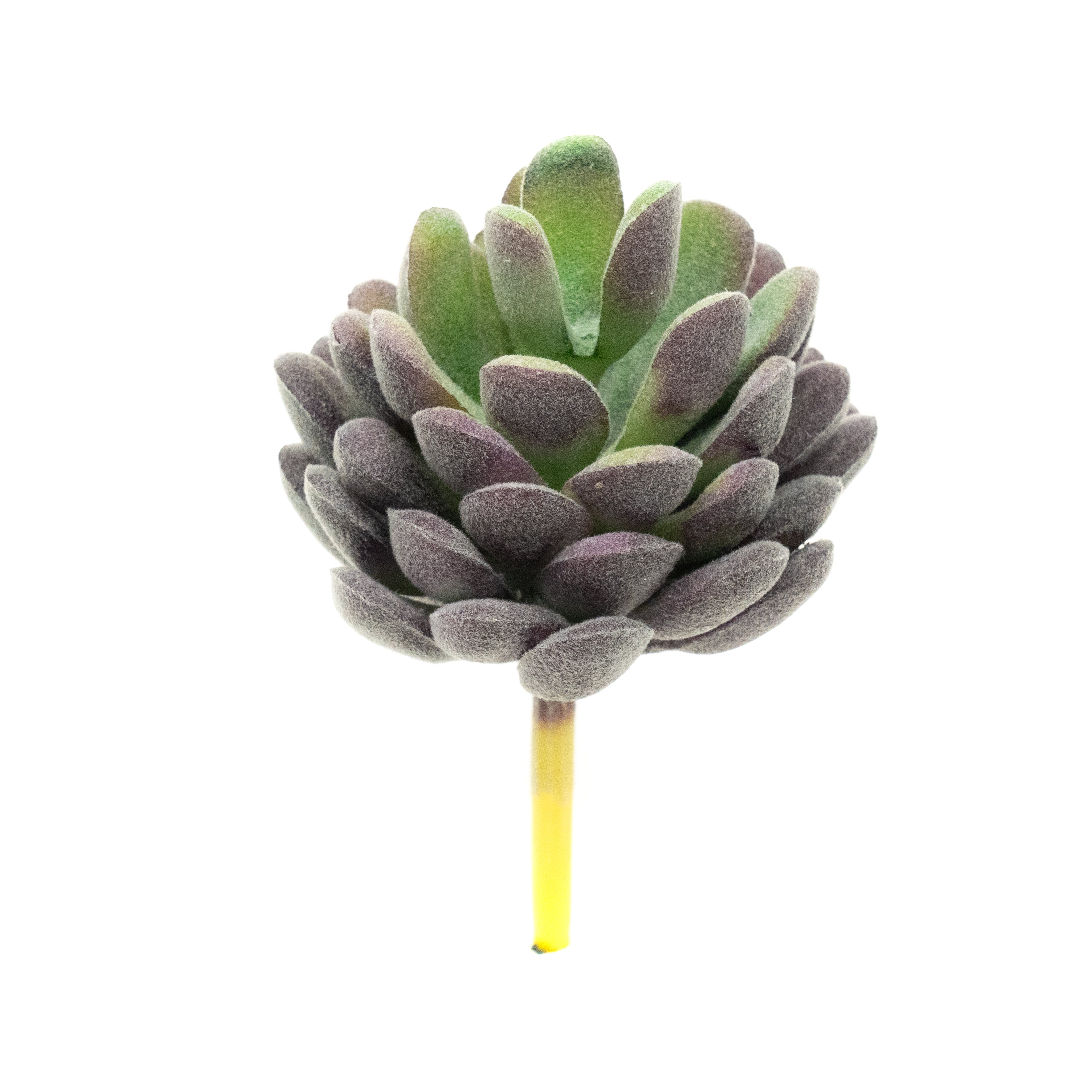 Echevaria Lav