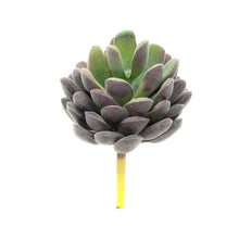 Load image into Gallery viewer, Echevaria Lav

