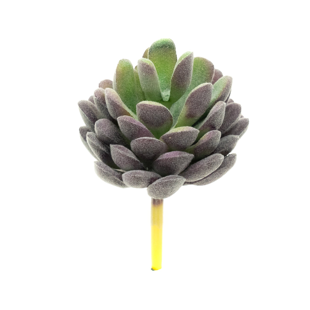 Echevaria Lav