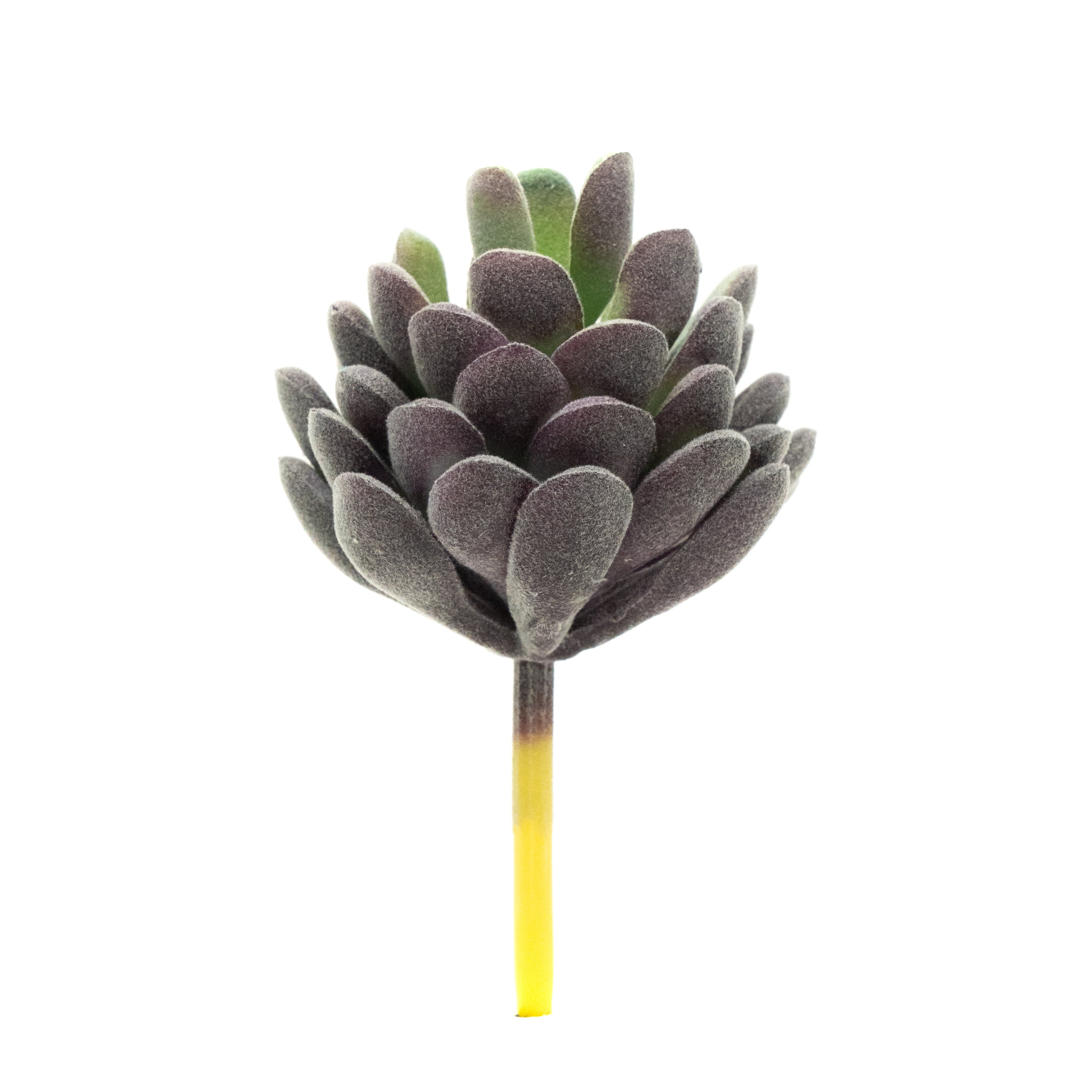 Echevaria Lav