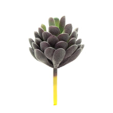 Load image into Gallery viewer, Echevaria Lav
