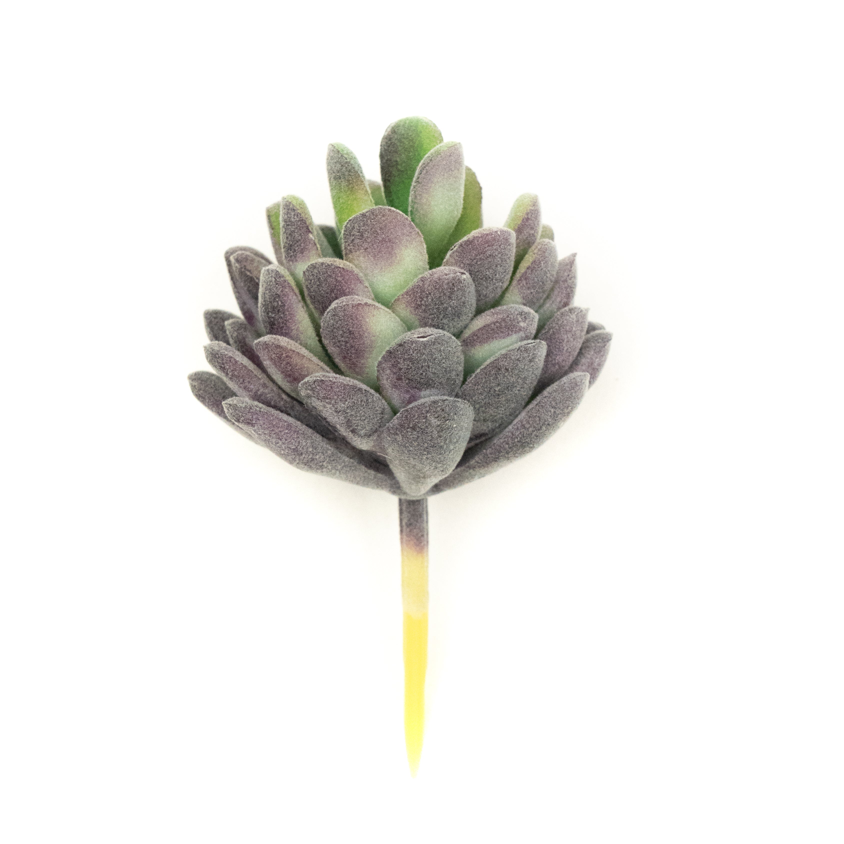 Echevaria Lav