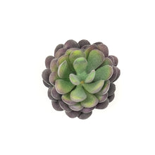 Load image into Gallery viewer, Echevaria Lav
