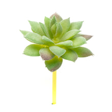 Load image into Gallery viewer, Sempervivum Tectorum
