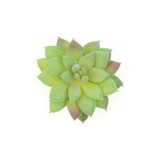 Load image into Gallery viewer, Sempervivum Tectorum
