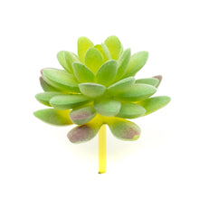 Load image into Gallery viewer, Sedum Compressum
