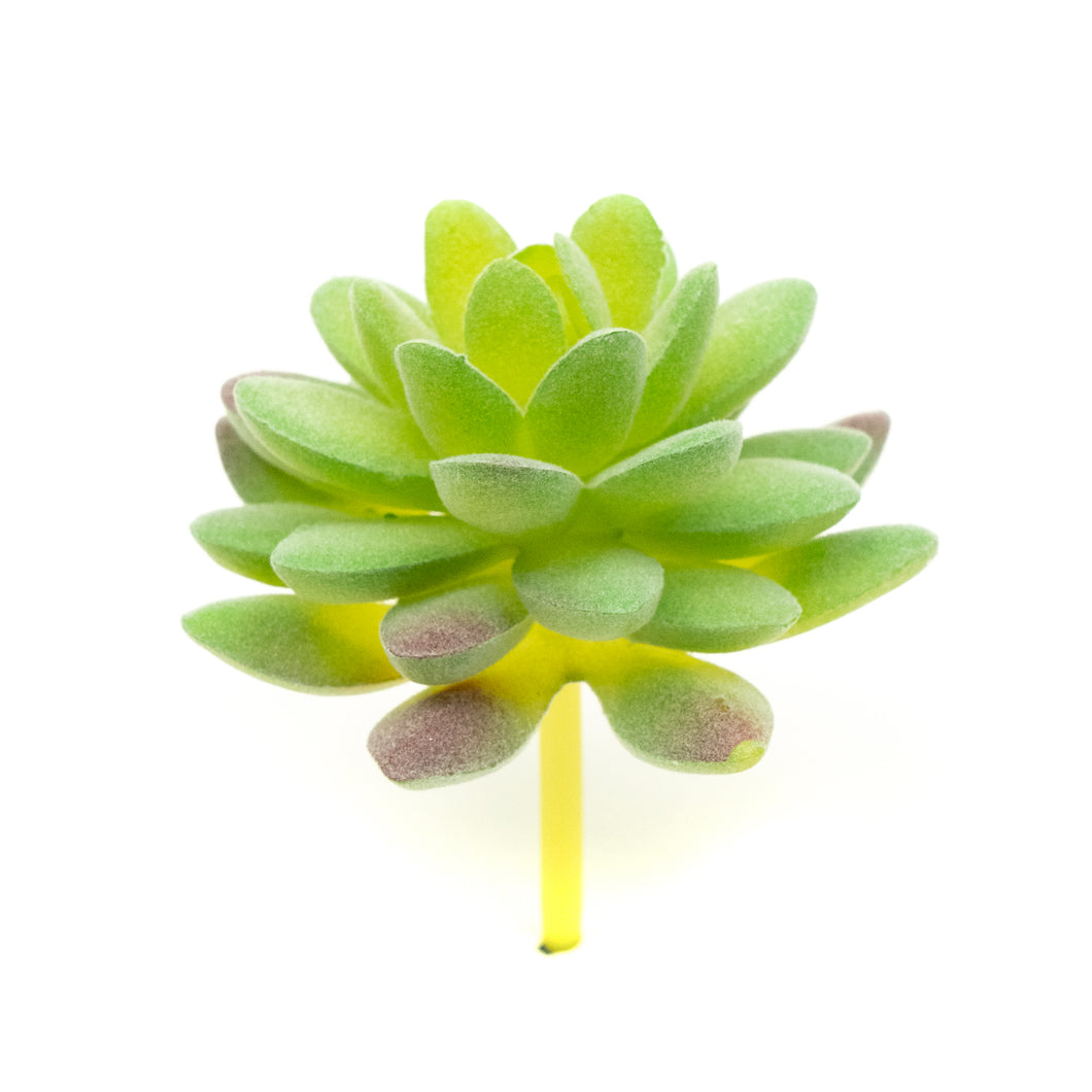Sedum Compressum