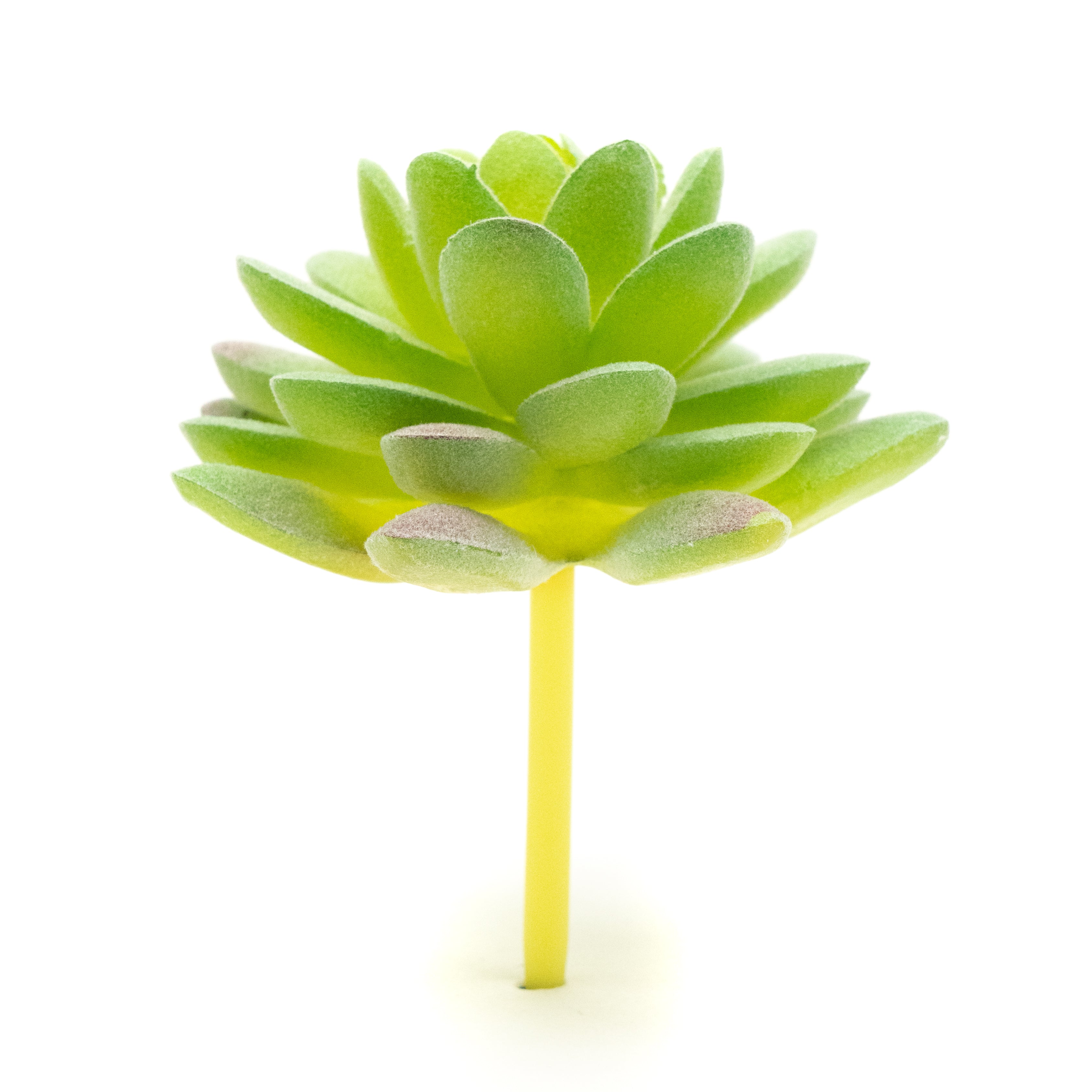 Sedum Compressum