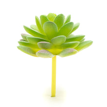Load image into Gallery viewer, Sedum Compressum
