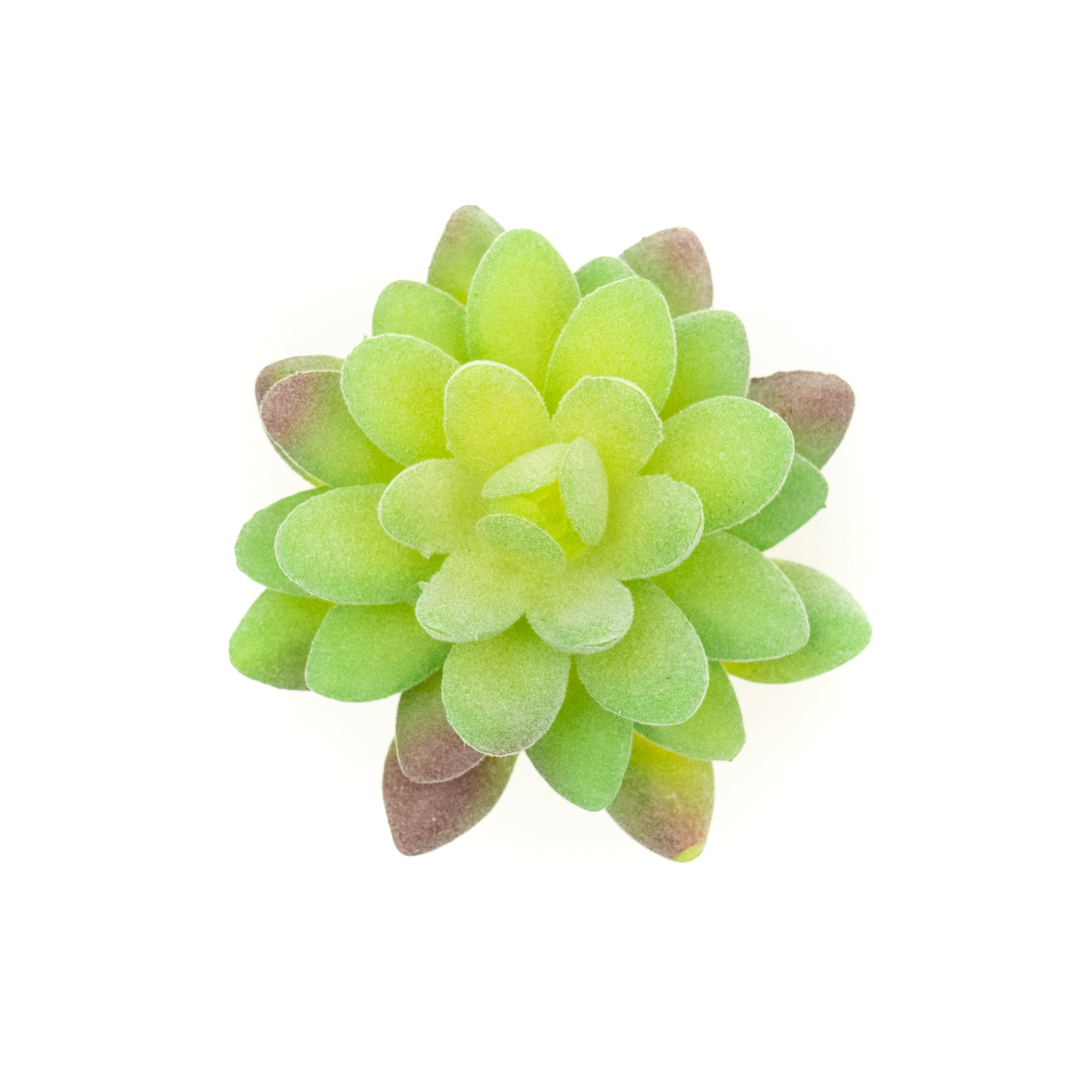 Sedum Compressum
