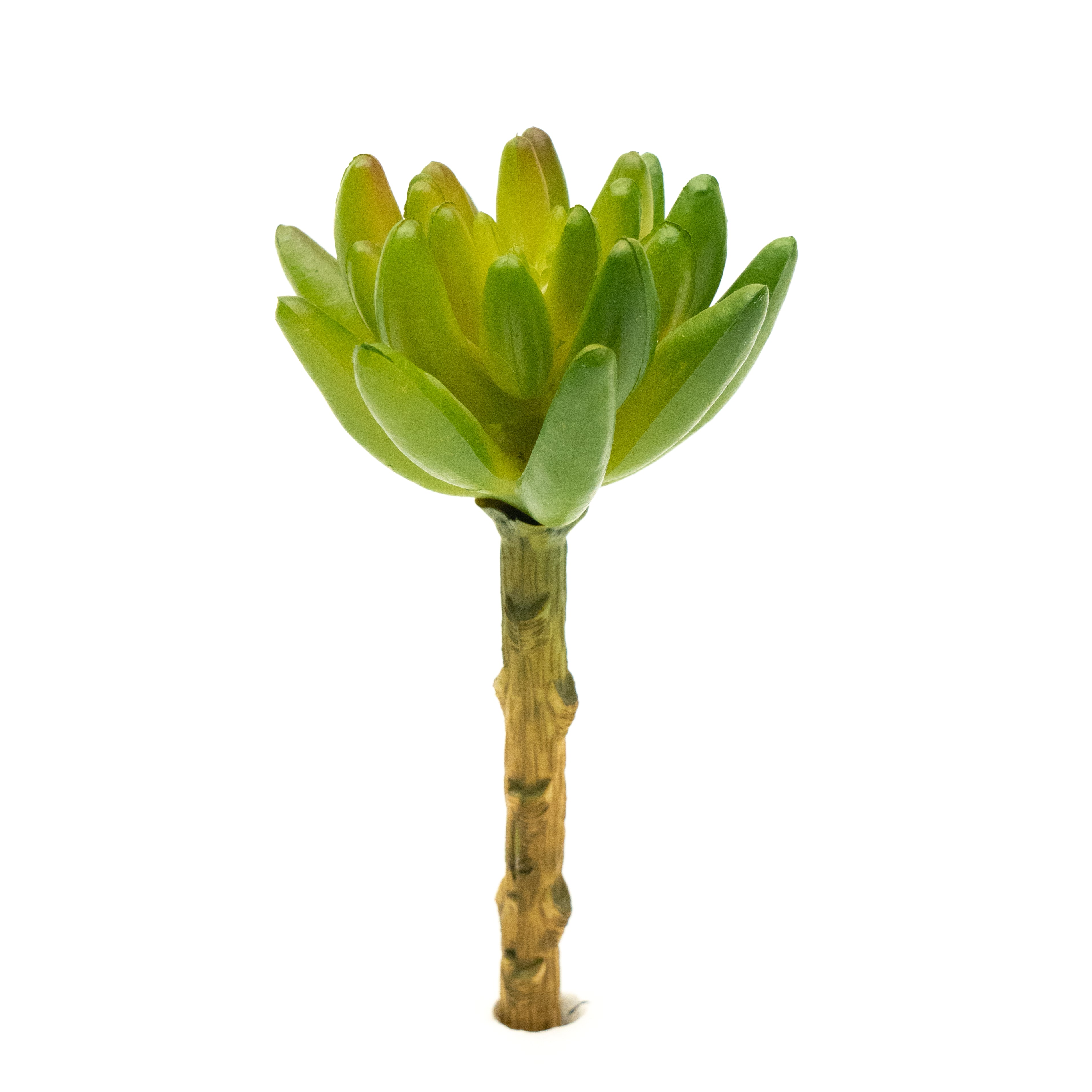 Sedum Pachyphyllum
