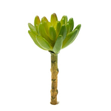 Load image into Gallery viewer, Sedum Pachyphyllum
