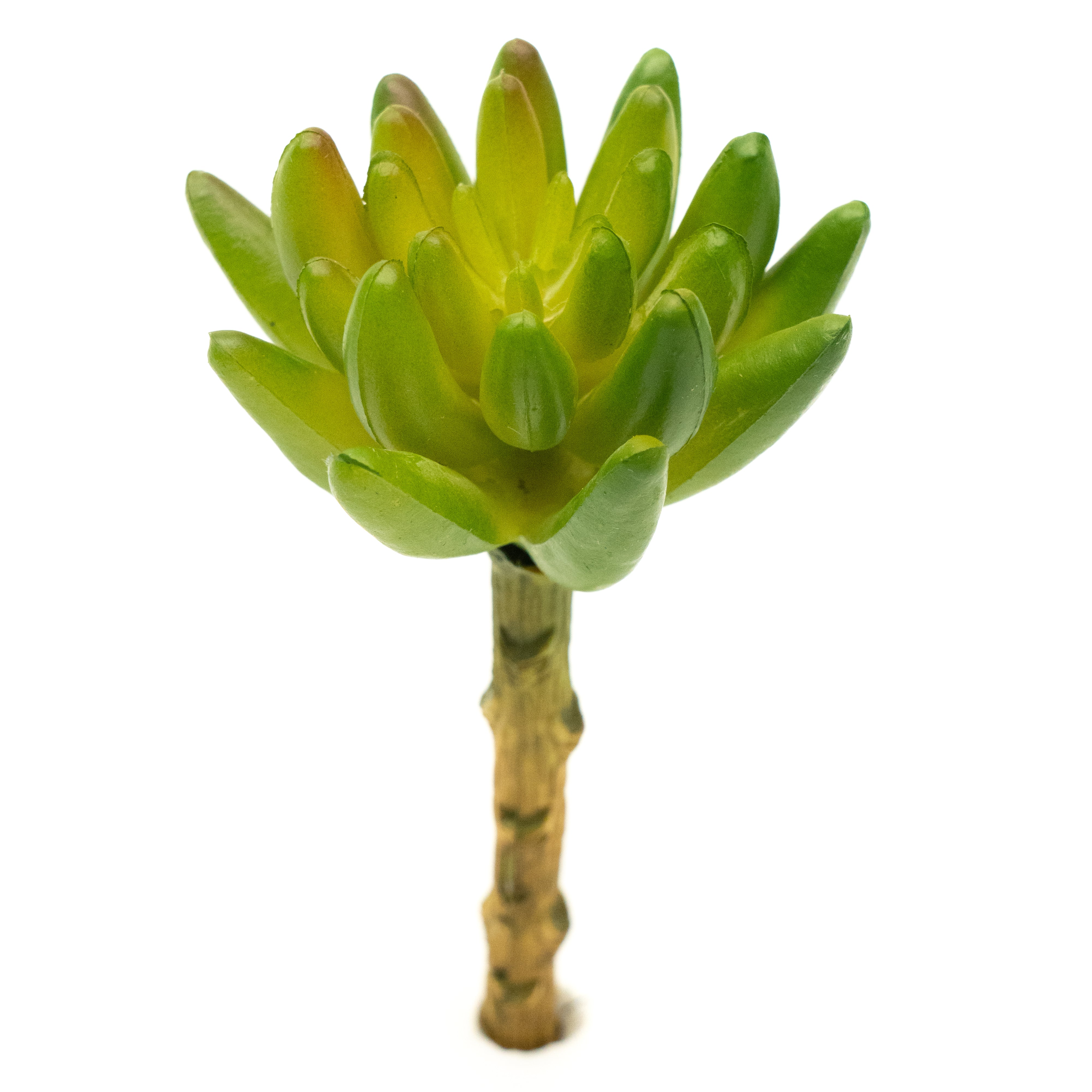 Sedum Pachyphyllum