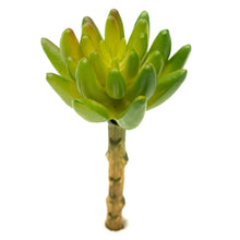 Load image into Gallery viewer, Sedum Pachyphyllum
