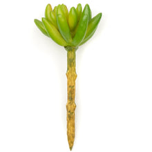Load image into Gallery viewer, Sedum Pachyphyllum
