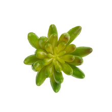 Load image into Gallery viewer, Sedum Pachyphyllum
