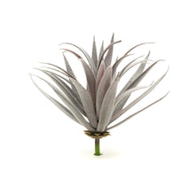 Load image into Gallery viewer, Tillandsia Harrisii
