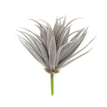 Load image into Gallery viewer, Tillandsia Harrisii
