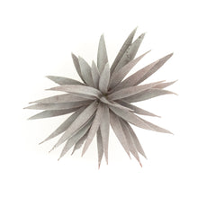 Load image into Gallery viewer, Tillandsia Harrisii
