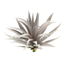 Load image into Gallery viewer, Tillandsia Harrisii
