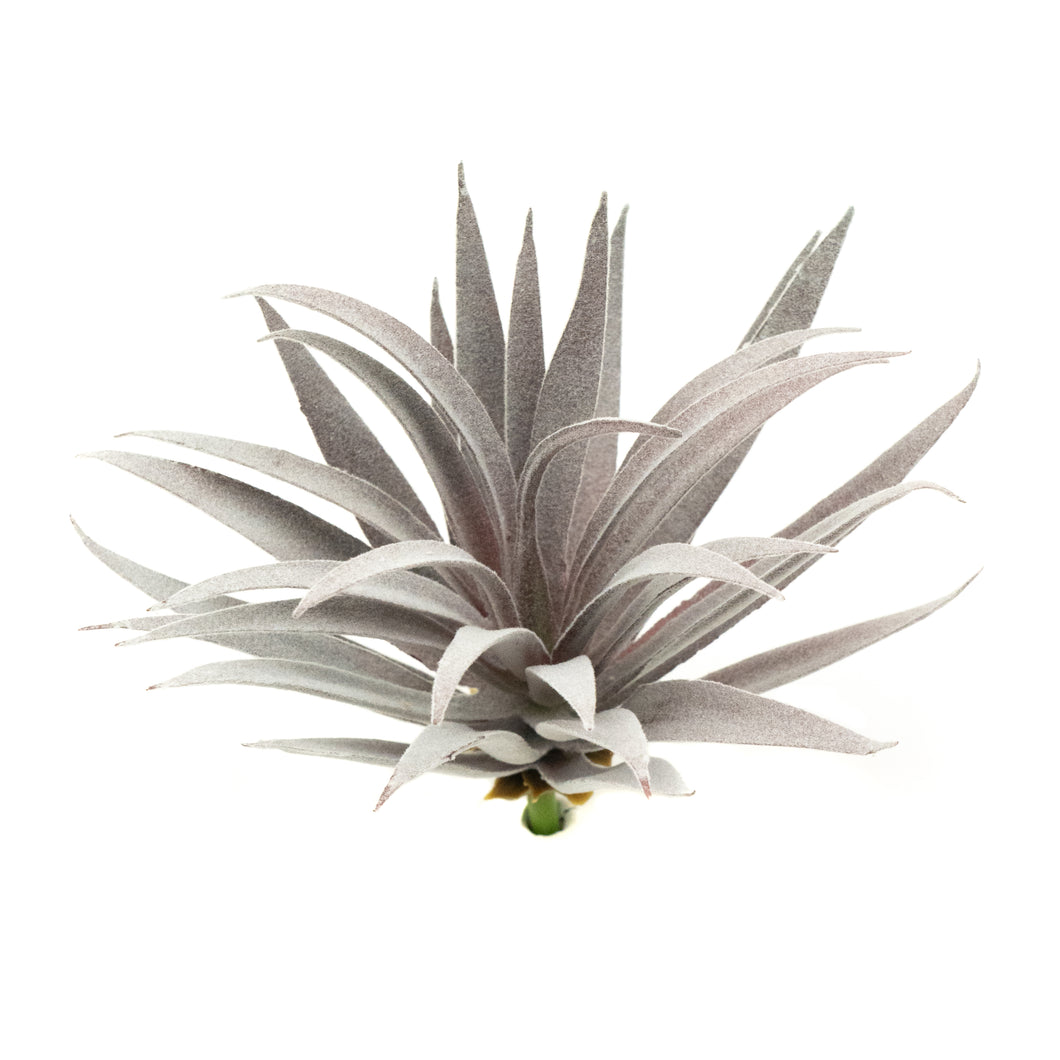 Tillandsia Harrisii